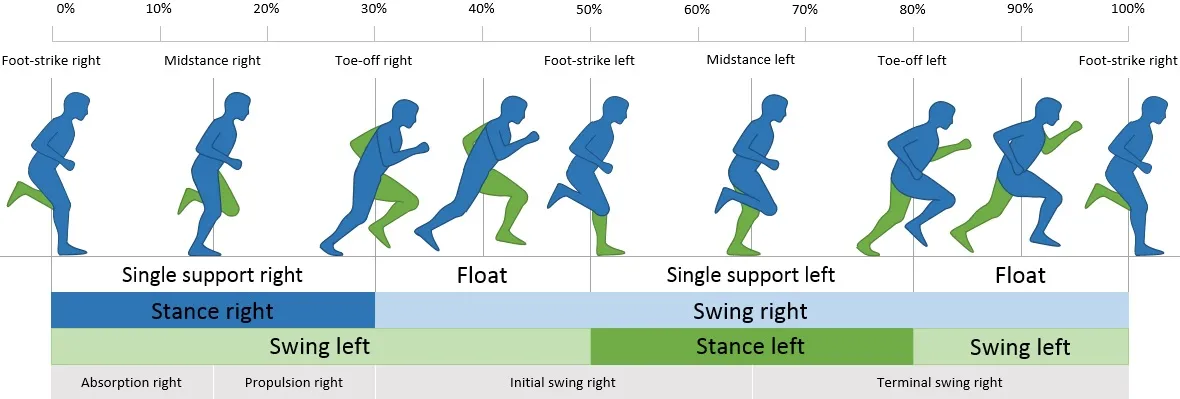 Sơ đồ chu kỳ chạy bộ (gait cycle)
